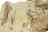 Sandstone with Hadrosaur Teeth, Tendons & Bones - Wyoming #283699-2